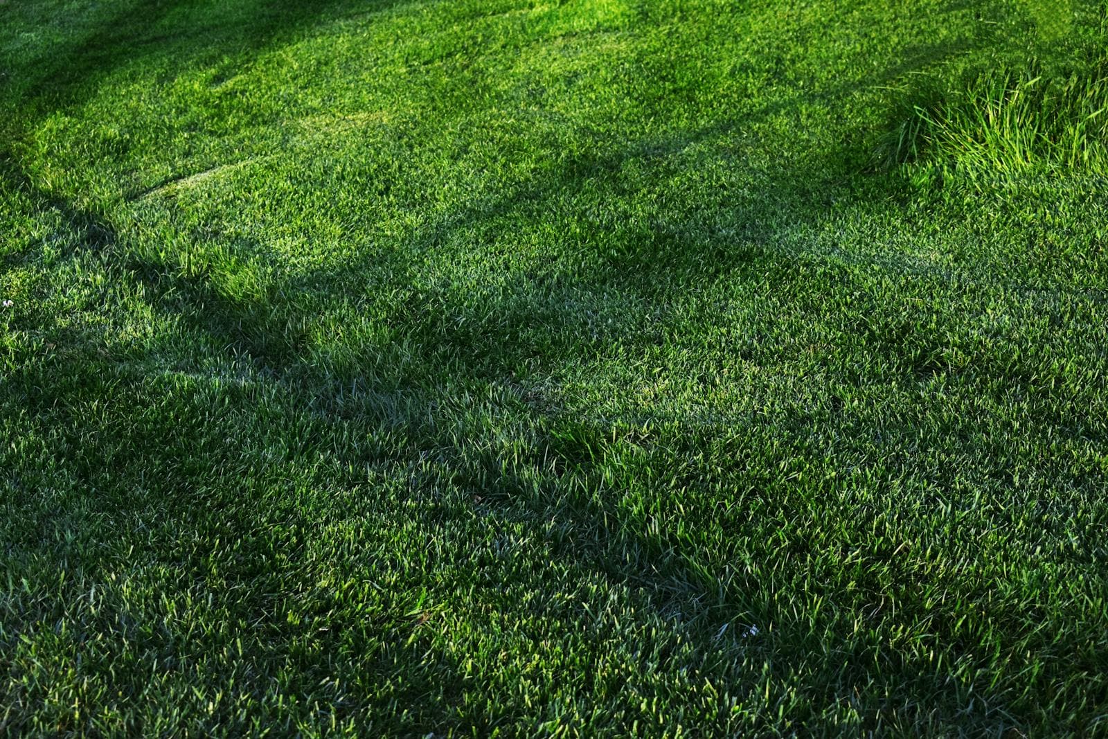 Beautiful lawn landscape
